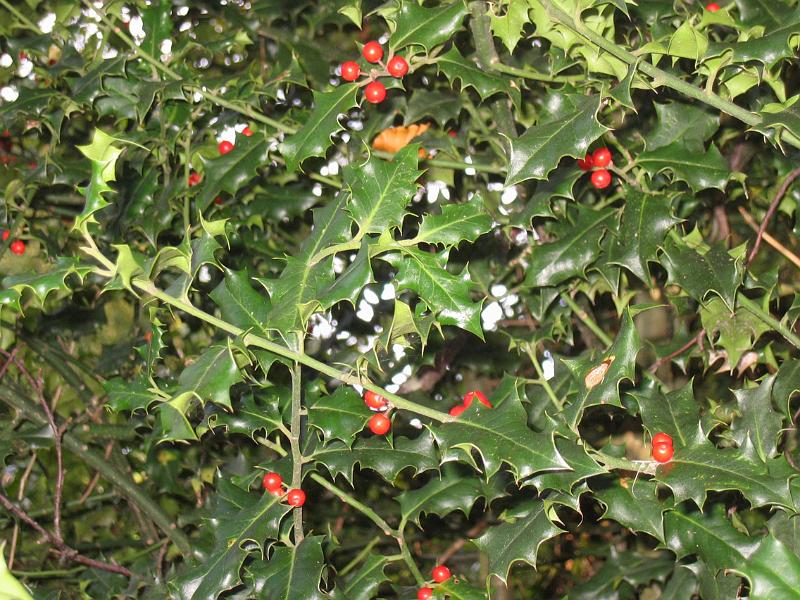 Holly with berries